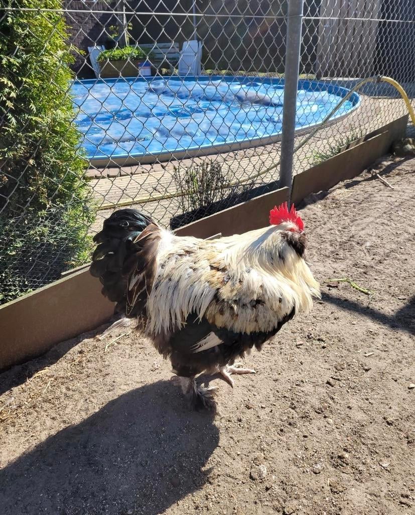 Franse faverolles, Dieren en Toebehoren, Pluimvee, Mannelijk, Kip