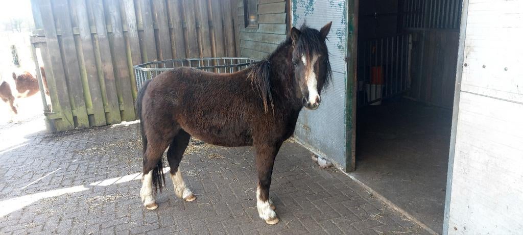 Welsh A pony, merrie 2020, Dieren en Toebehoren, Pony's, Merrie, A pony (tot 1.17m), 3 tot 6 jaar, Met stamboom
