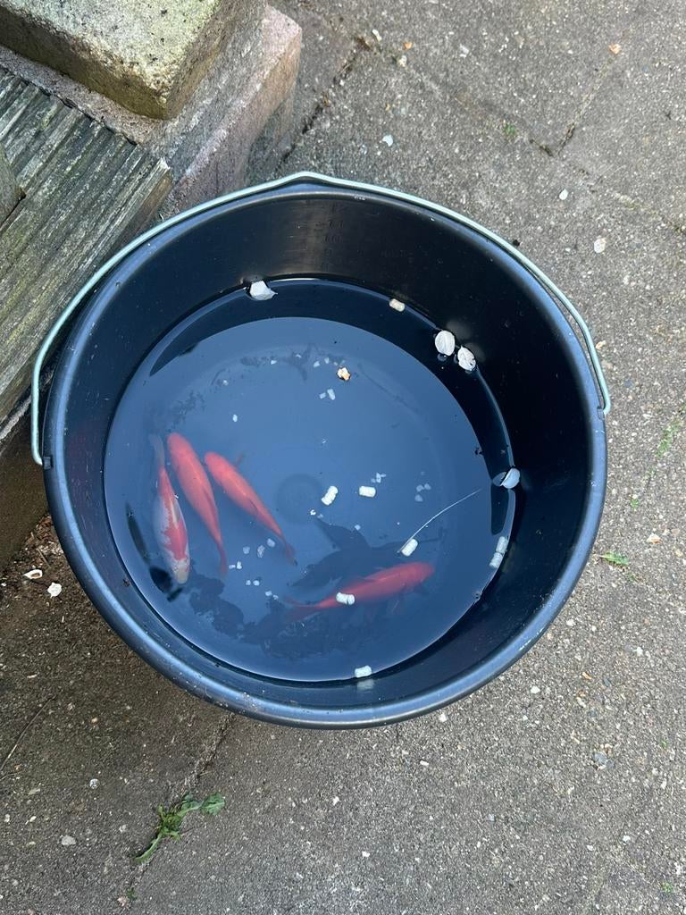 4 goudvissen - gratis op te halen ZSM, Dieren en Toebehoren, Vissen | Vijvervissen, Goudvis(sen)