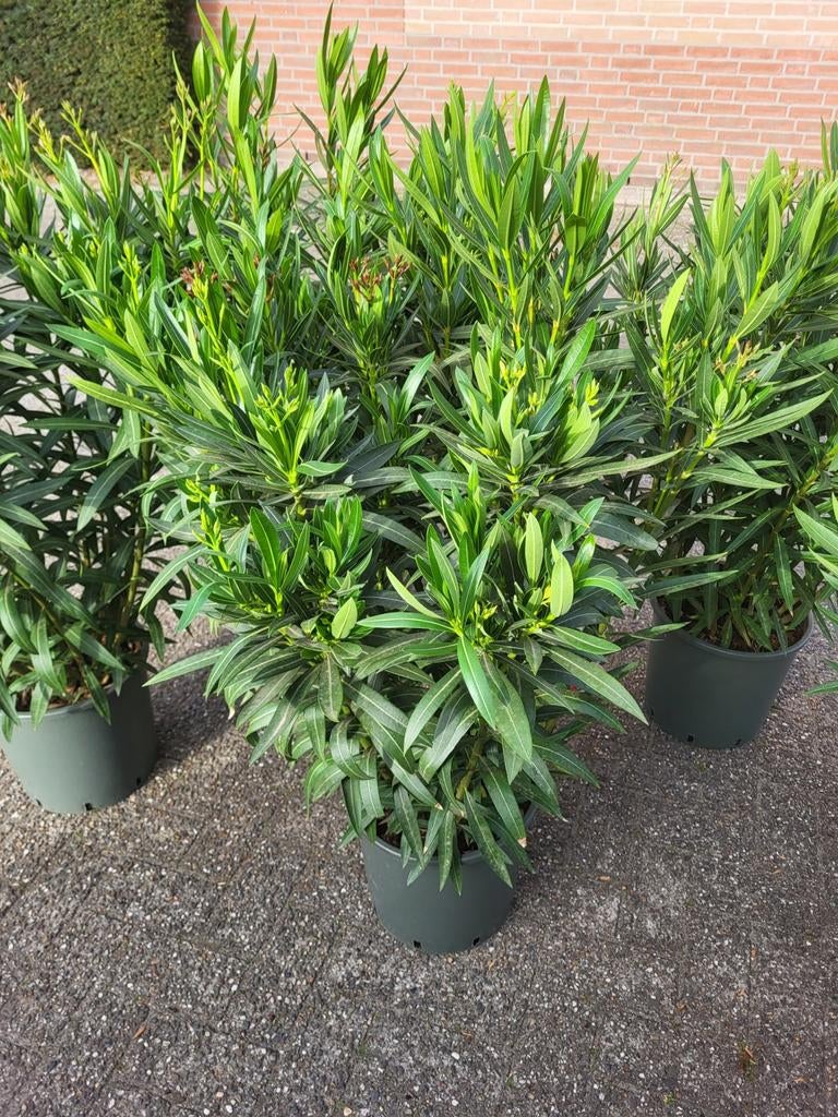 Nerium oleander xxl, Ophalen of Verzenden