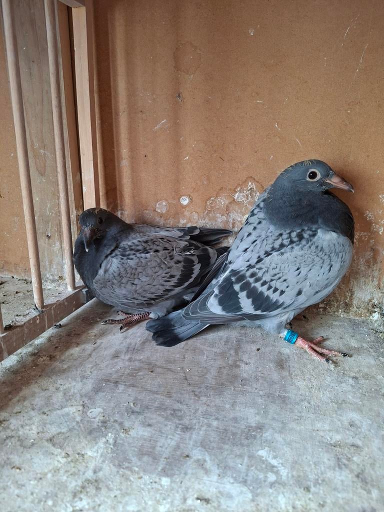 Jonge Koopman duiven, Dieren en Toebehoren, Vogels | Duiven, Meerdere dieren, Postduif