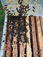 Bijenvolken (6-raam) Buckfast, Bijen