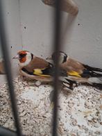 Mooi koppel majoor putters, Meerdere dieren, Wildzangvogel