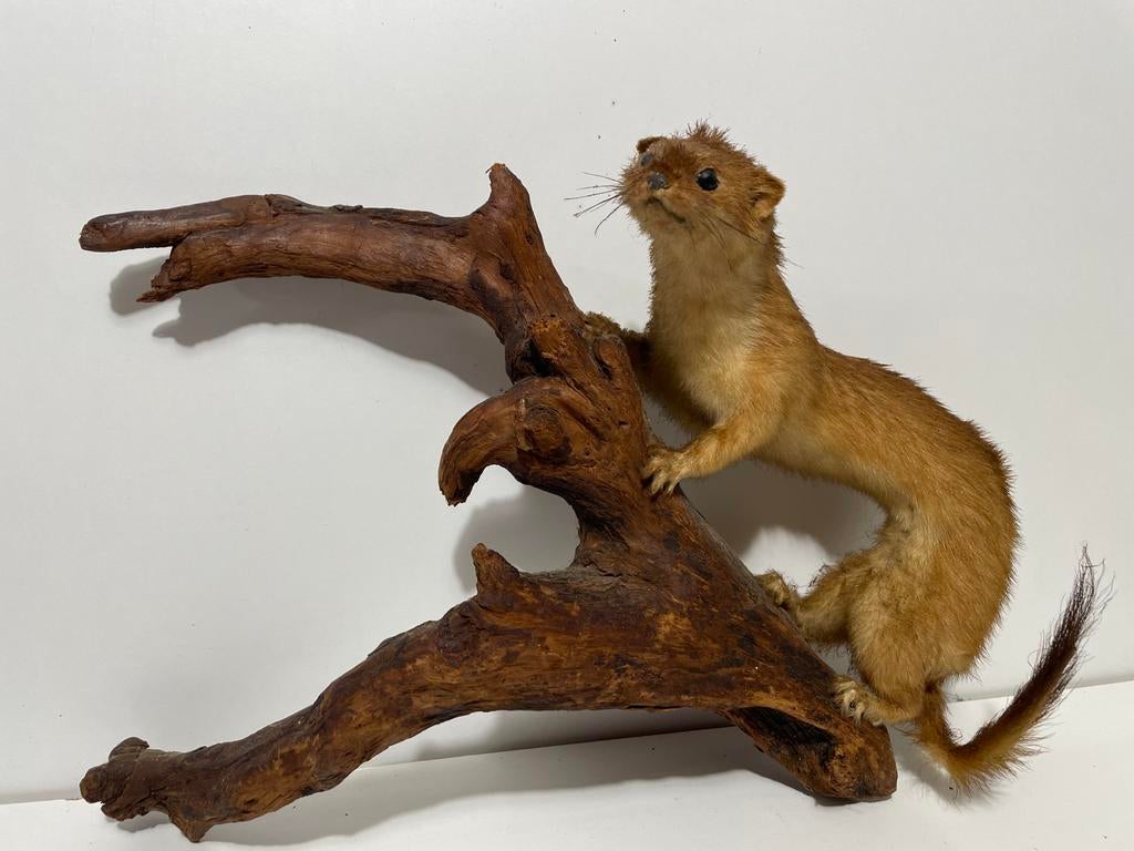 Opgezette wezel op hout - Uniek decoratiestuk, Verzamelen, Ophalen of Verzenden, Gebruikt, Wild dier, Opgezet dier