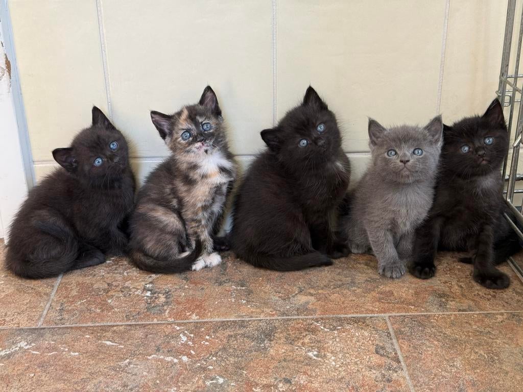 Lieve kittens moeder Ragdoll, 5 weekjes oud, Poes