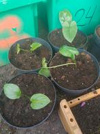 Aronskelk plantjes, Minder dan 100 cm, Overige soorten, Volle zon, Ophalen of Verzenden