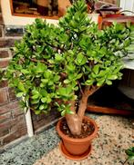 Grote Crassula (Geldboom/Amberboom) - 90cm hoog, Vetplant, Ophalen of Verzenden, In pot, Minder dan 100 cm