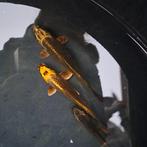 Koi Karpers, Karper of Koi