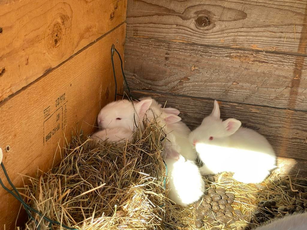 Witte nieuwe Zeelander kleintjes, Dieren en Toebehoren, Konijnen, Meerdere dieren, Middelgroot, 0 tot 2 jaar