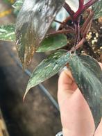 Pink Princess Philodendron - 12cm pot, Ophalen of Verzenden