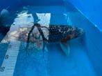 Koi, Dieren en Toebehoren, Vissen | Vijvervissen, Karper of Koi