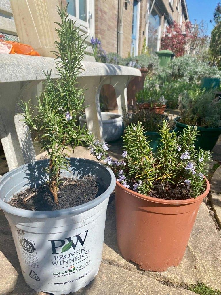 Rozemarijn plant (Rosmarinus officinalis), Volle zon, Vaste plant, Lente, Ophalen