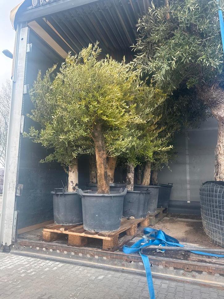 Prachtige Olijfbomen in Diverse Maten - Direct Leverbaar, Tuin en Terras, Planten | Bomen, Olijfboom, 250 tot 400 cm, Volle zon