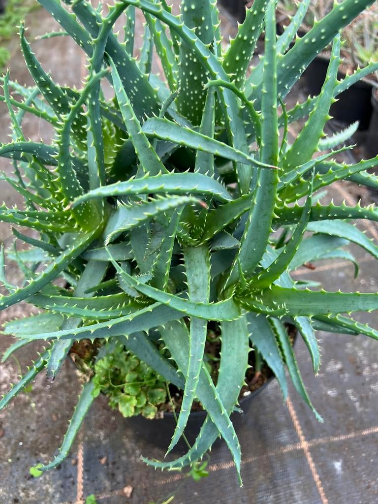 Aloe Arborescens  branch pot23, Ophalen of Verzenden, Overige soorten, Volle zon