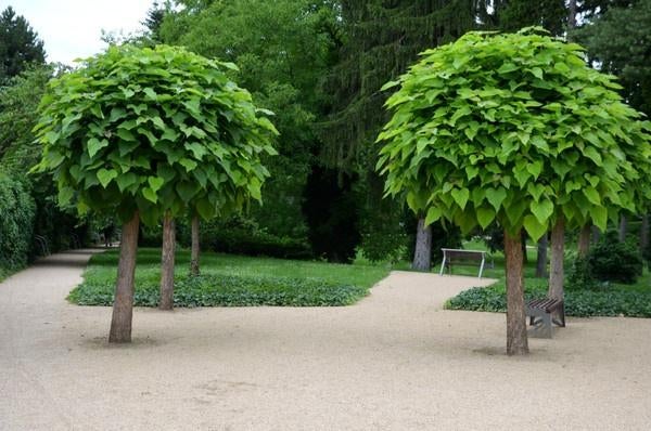 catalpa trompetboom, Tuin en Terras, Overige soorten, 100 tot 250 cm, Zomer, Ophalen