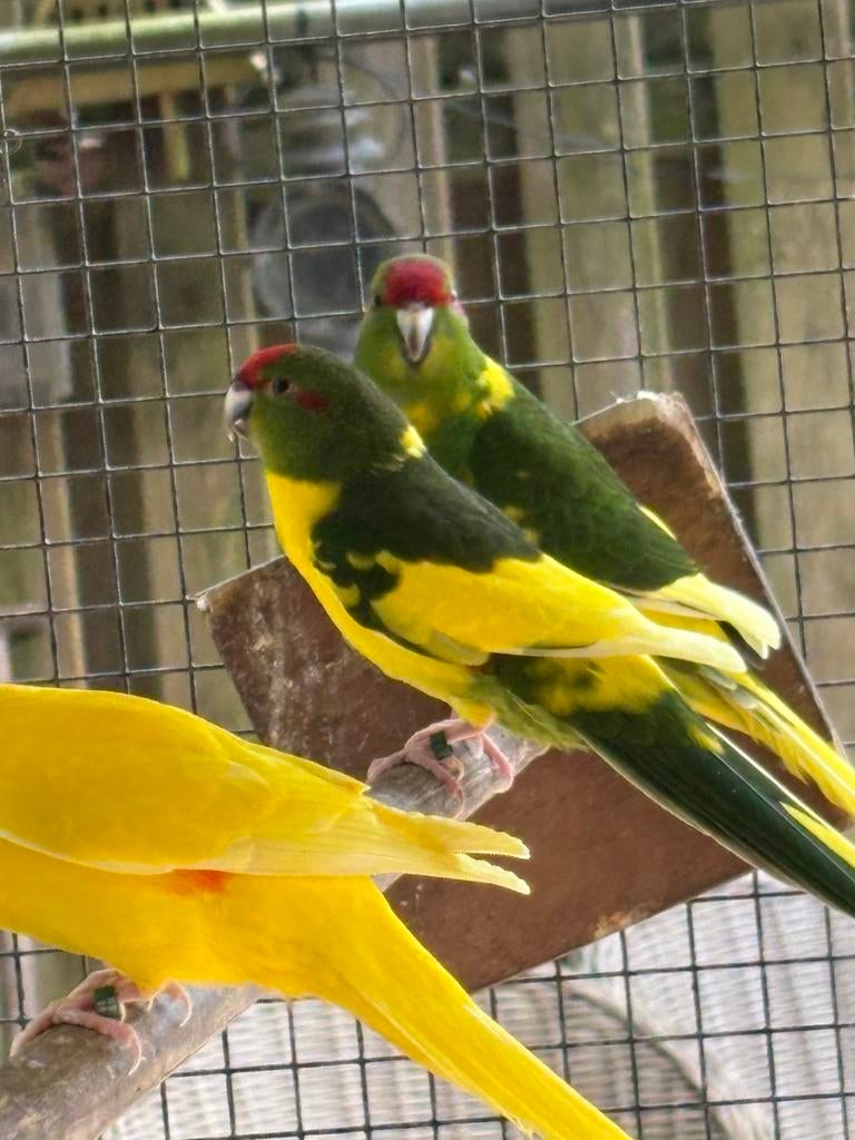 Kakariki div kleur   Pr in overleg, Dieren en Toebehoren, Vogels | Parkieten en Papegaaien, Meerdere dieren, Parkiet