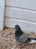 Ierse tiplers, Dieren en Toebehoren, Vogels | Duiven, Meerdere dieren, Overige soorten