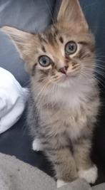 Laatste Maine Coon kitten te koop, Poes, Ontwormd, 0 tot 2 jaar