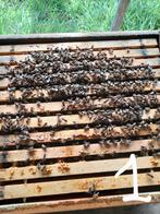 3 bijenvolken *GERESERVEERD*, Dieren en Toebehoren