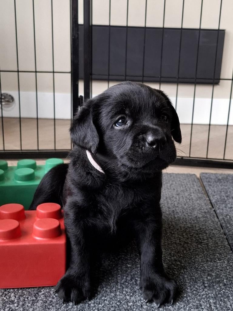 3/4 Labrador x 1/4 Stabij pups, Dieren en Toebehoren, Overige rassen, 8 tot 15 weken, Meerdere, Meerdere dieren
