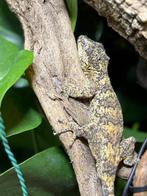 Gargoyle Gecko (Rhacodactylus Auriculatus) incl. Terrarium, Dieren en Toebehoren, Reptielen en Amfibieën, Overige soorten, 3 tot 6 jaar
