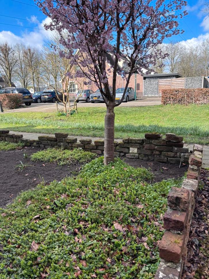 Oude kloosterstenen, Tuin en Terras, Tegels en Klinkers, Gebruikt, Ophalen