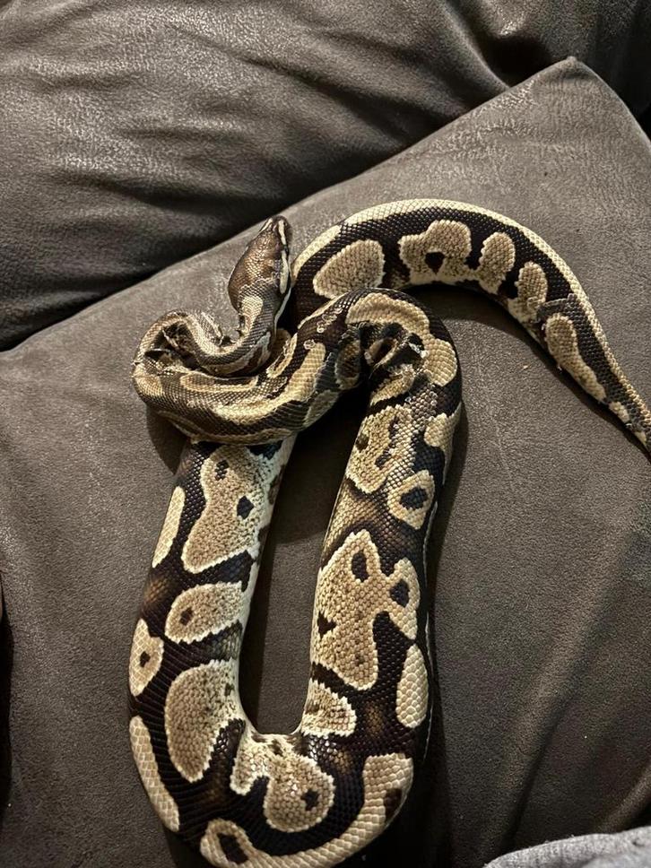 Konings python snel weg!! Ball Python - male for sale from atlas hebu