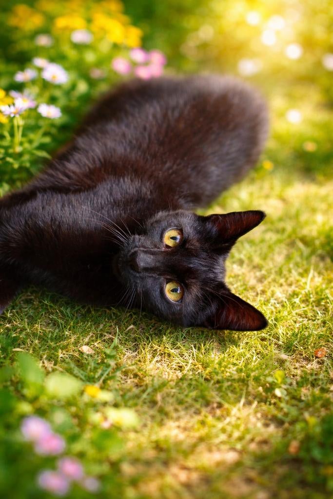 Liefste kitten ( poesje ) ♥️, Poes