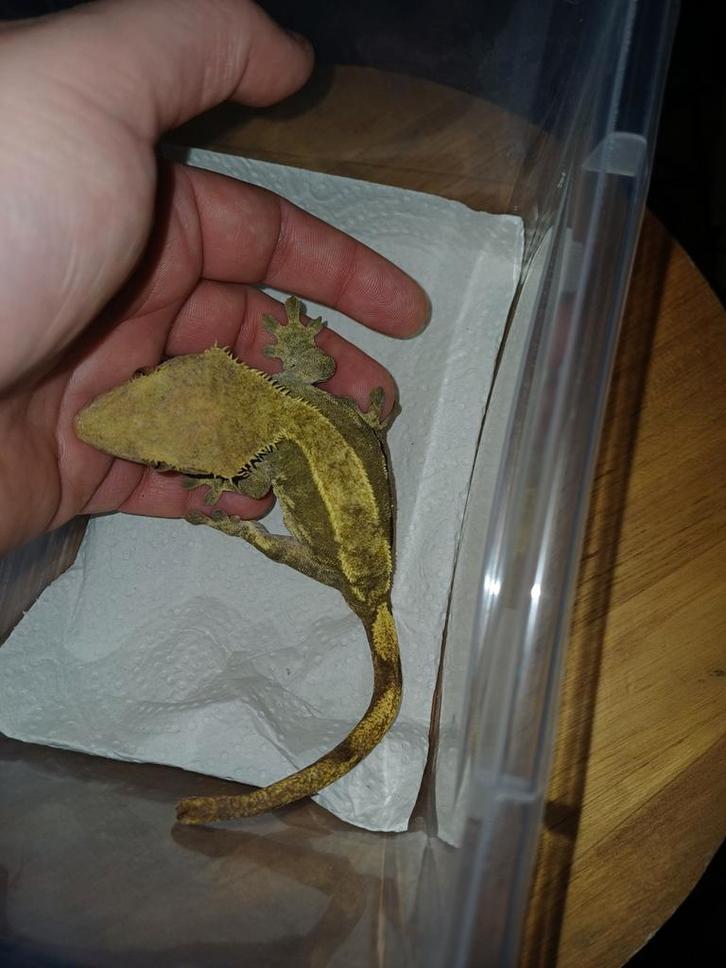 Wimpergekko vrouw 2021