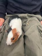 Cavia jonkies, Dieren en Toebehoren, Knaagdieren, Meerdere dieren, Tam, Maart, Cavia