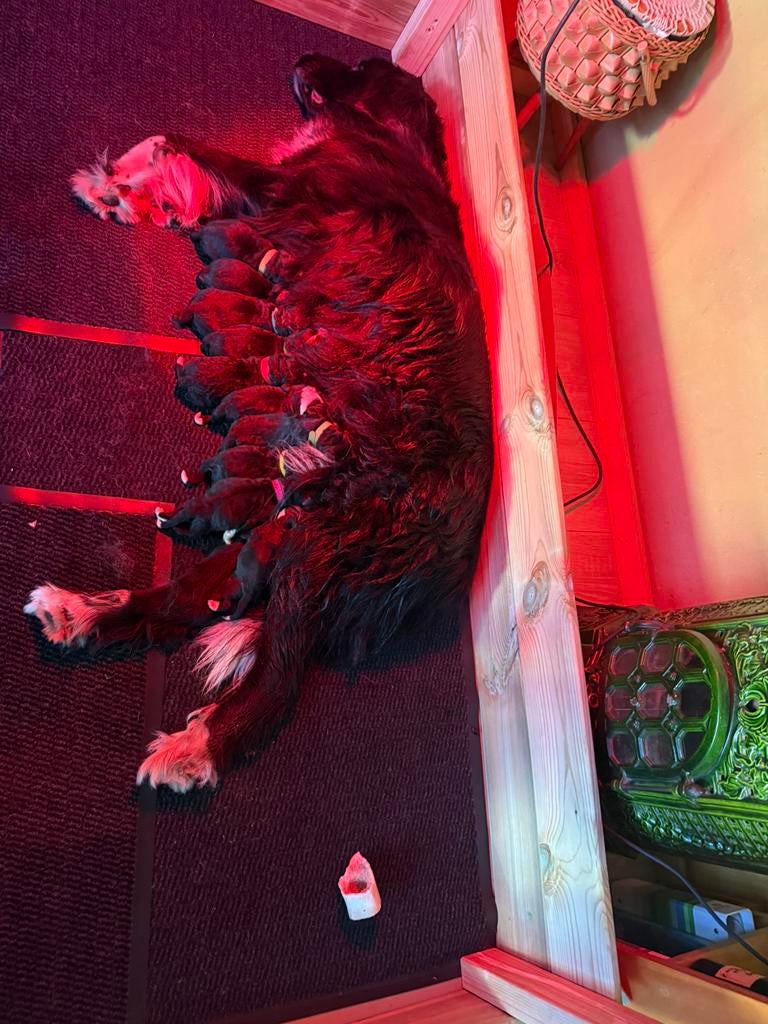 Ze zijn er !! Berner  sennen kruising pups, 8 tot 15 weken, Geslacht onbekend, Groot, Meerdere