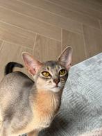 Abessijn met stamboom en paspoort te koop, Poes, Met stamboom, 0 tot 2 jaar