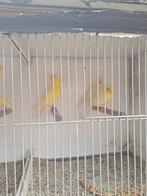 Kanaries 2 mannetjes, Meerdere dieren, Kleurkanarie