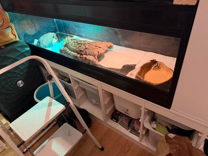 Terrarium met blauwtongskink