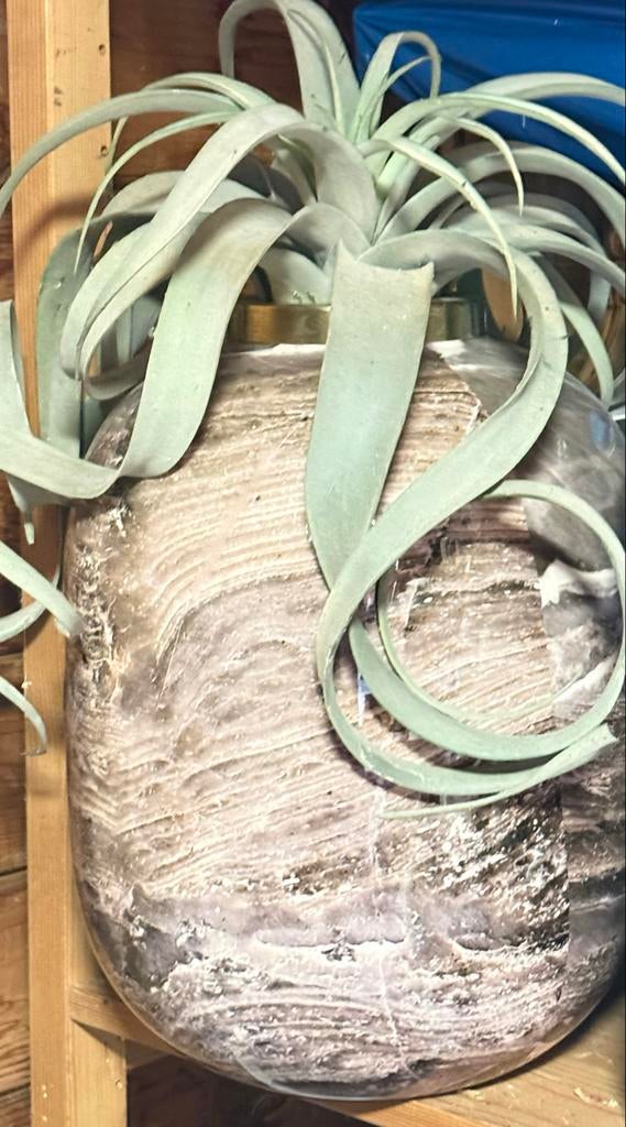 Grote Vaas met Groene Plant - 40-50 cm Hoog, Huis en Inrichting, Woonaccessoires | Vazen, Gebruikt, Ophalen of Verzenden, Glas
