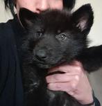 Tsjecho-slowaakse x wolfhond reutjes, Dieren en Toebehoren, België, Particulier, 8 tot 15 weken, Parvo