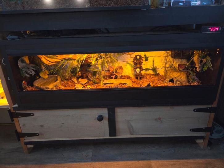 Super gaaf ingericht betonplex terrarium, Dieren en Toebehoren, Reptielen en Amfibieën | Toebehoren, Zo goed als nieuw, Terrarium of Paludarium