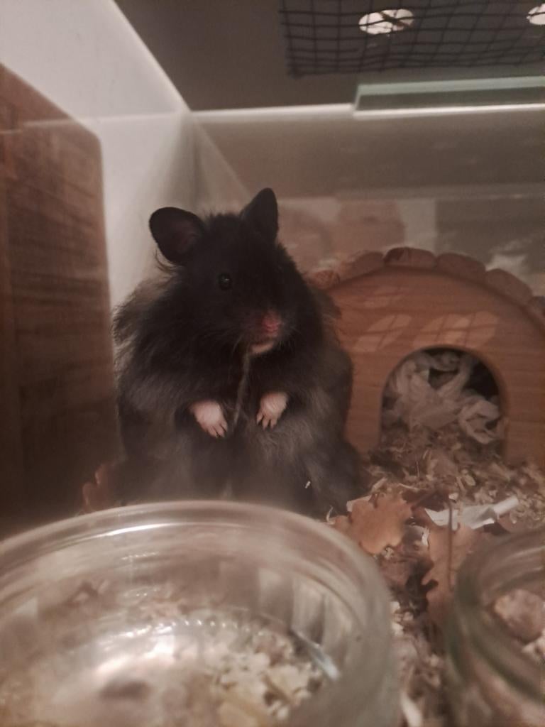 Halflangharige dekmannetje goudhamster, Hamster, Mannelijk, Tam, Oktober