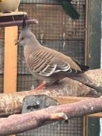 Kuifduiven, Dieren en Toebehoren, Vogels | Parkieten en Papegaaien