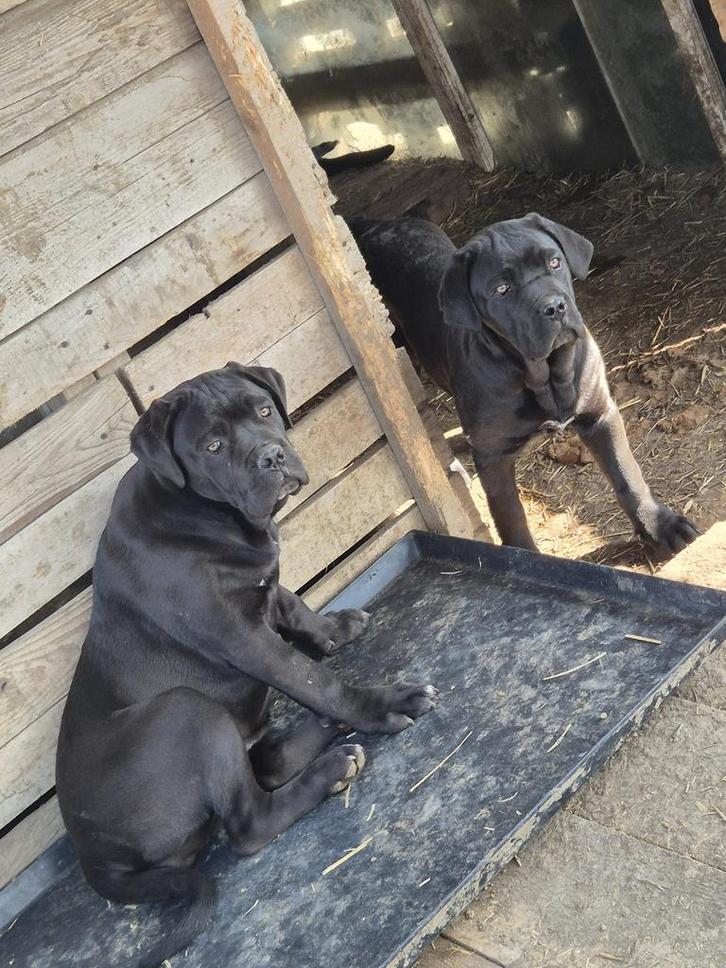 Prachtige pure Cane Corso Pups, Dieren en Toebehoren, Honden | Bulldogs, Pinschers en Molossers, Teef, Overige rassen, Particulier