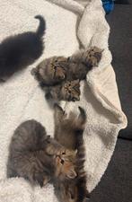 Lange haar kitten, Meerdere dieren