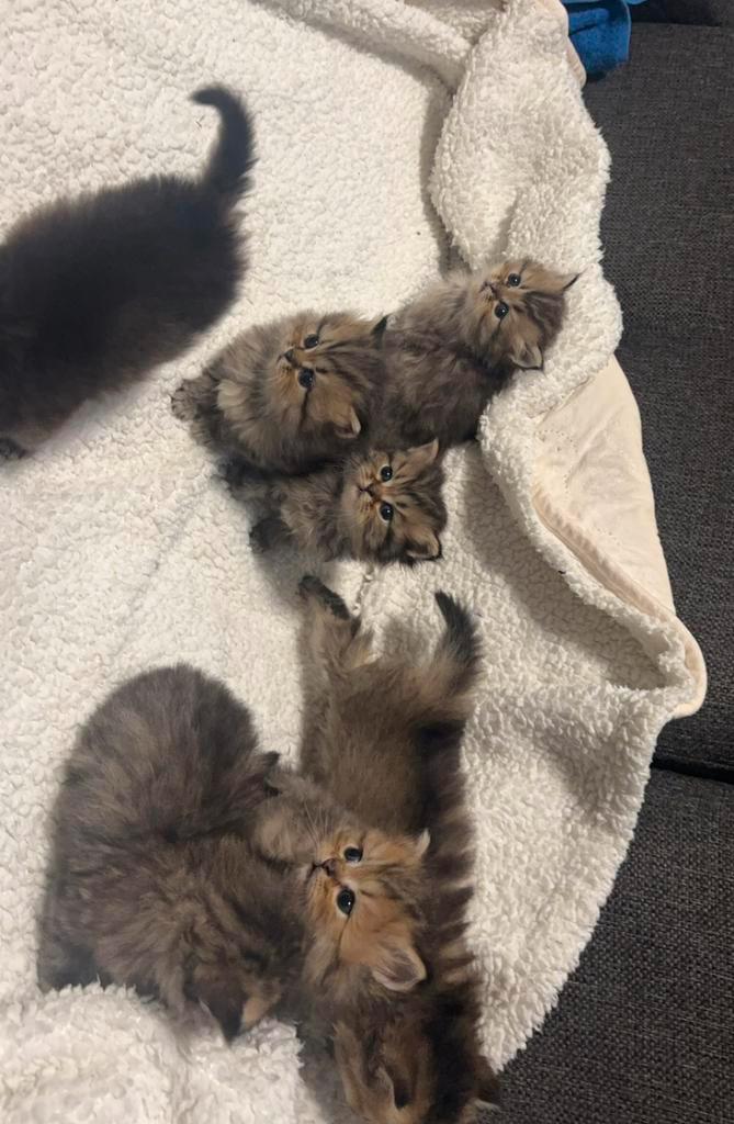 Lange haar kitten, Dieren en Toebehoren, Katten en Kittens | Raskatten | Langhaar, Meerdere dieren