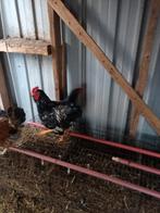 Barnevelder Haan Groot Ras, Mannelijk, Kip