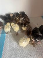 Modern engelse vechtkriel kuikens, Geslacht onbekend, Kip