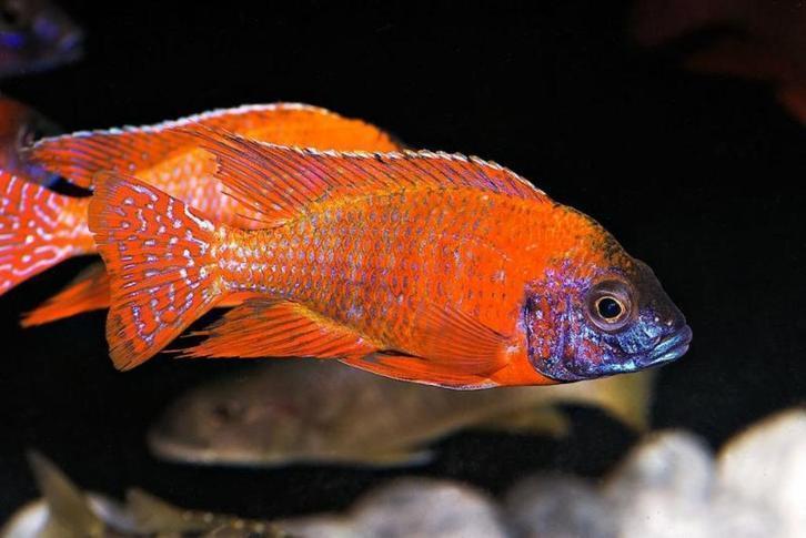 Cichlide, meer dan 50 verschillende soorten op voorraad, Dieren en Toebehoren, Vissen | Aquariumvissen, Vis