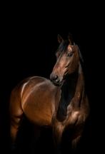 Fokmerrie/weidemaatje te koop, Merrie, B, 175 cm of meer, 11 jaar of ouder