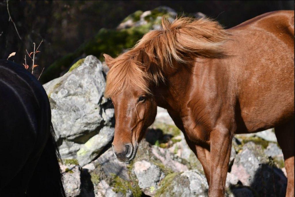 Leukste IJslander x Quarter merrie met sportpotentie, Dieren en Toebehoren, Paarden, Merrie, Minder dan 160 cm, Met stamboom, 3 tot 6 jaar