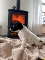 Stabij pups te koop, 8 tot 15 weken, Meerdere, Meerdere dieren, Middel