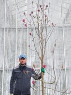 Magnolia ‘Black Tulip’ – Grote magnolia 3,5 meter!, Tuin en Terras, Planten | Tuinplanten, Ophalen of Verzenden, Overige soorten