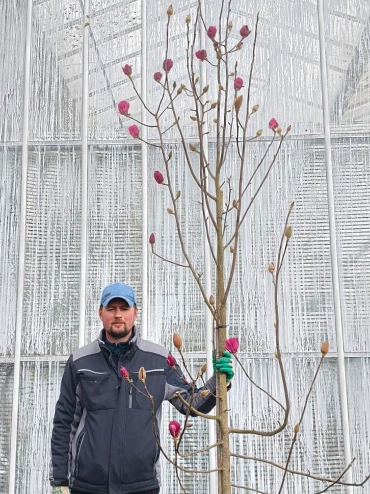 Magnolia ‘Black Tulip’ – Grote magnolia 3,5 meter!, Tuin en Terras, Planten | Tuinplanten, Overige soorten, Volle zon, Ophalen of Verzenden